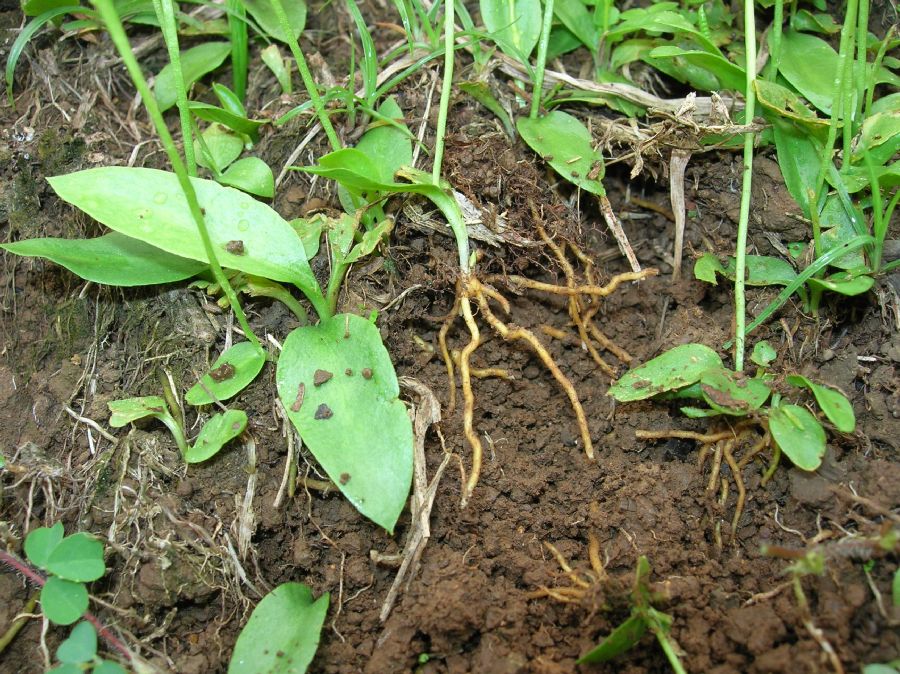 Ophioglossaceae Ophioglossum nudicaule
