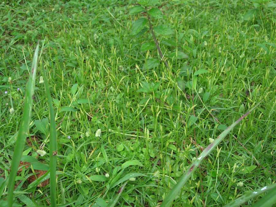 Ophioglossaceae Ophioglossum nudicaule
