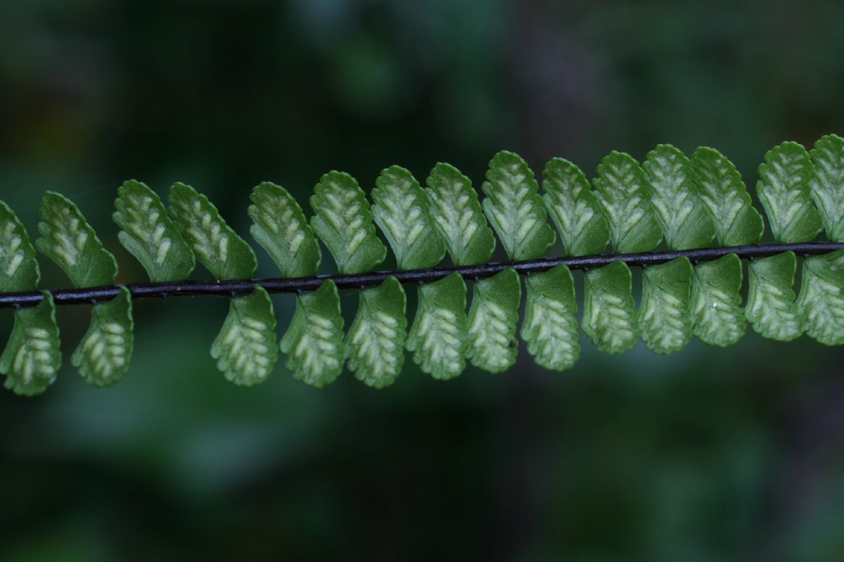 Aspleniaceae Asplenium polyphyllum