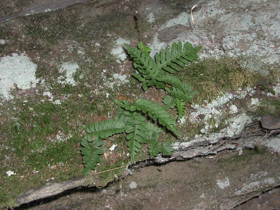 Polypodiaceae Polypodium virginianum