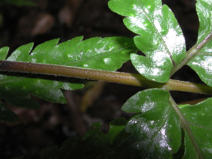 Tectariaceae Tectaria mexicana