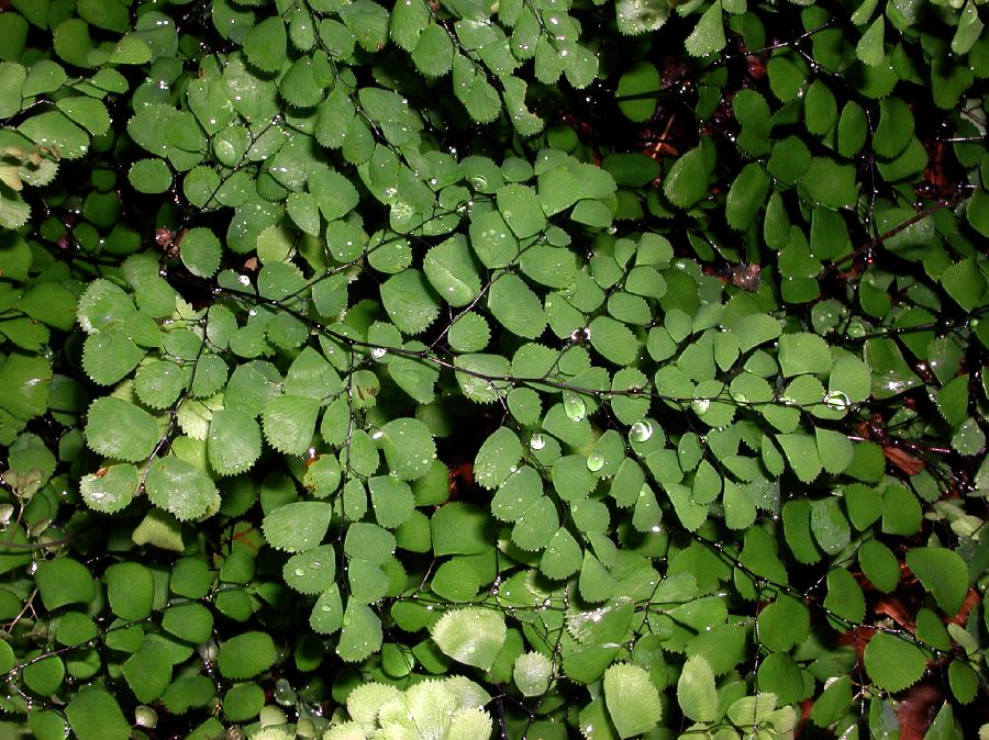 Pteridaceae Adiantum venustum