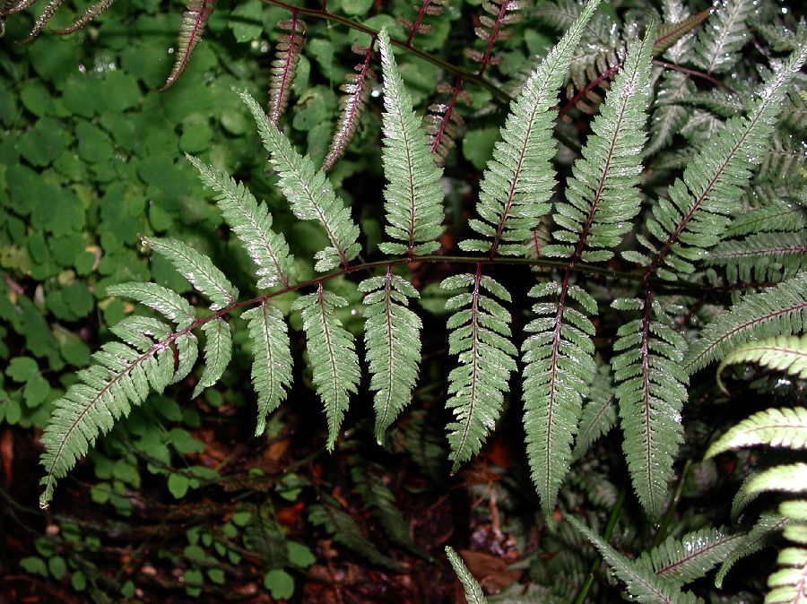 Athyriaceae Anisocampium niponicum