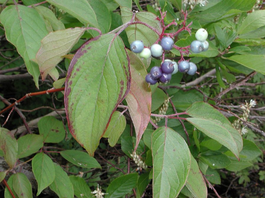 Cornaceae Cornus amomum