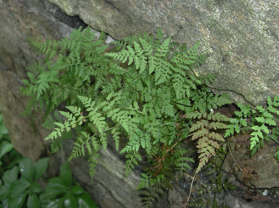 Cystopteridaceae Cystopteris fragilis