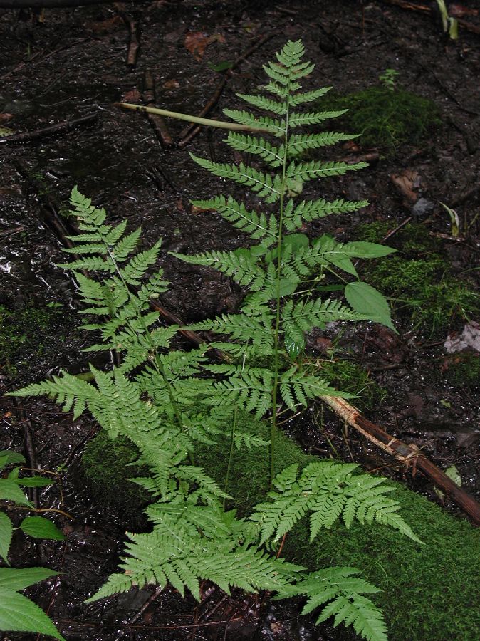 Dryopteridaceae Dryopteris carthusiana