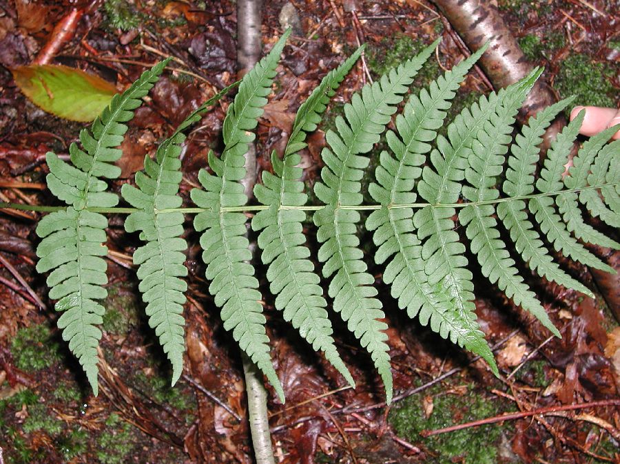 Dryopteridaceae Dryopteris marginalis