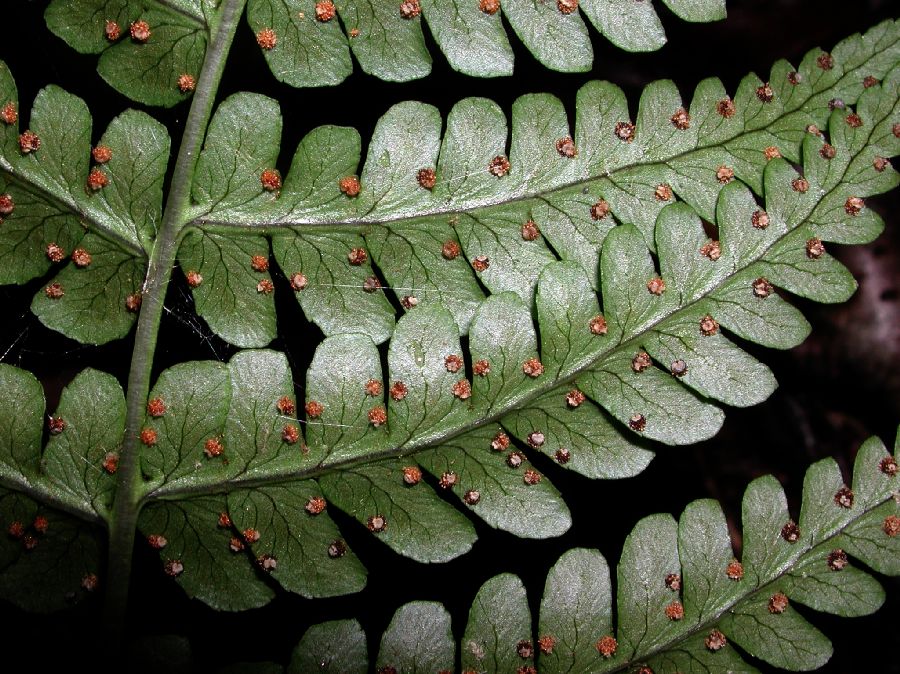 Dryopteridaceae Dryopteris marginalis