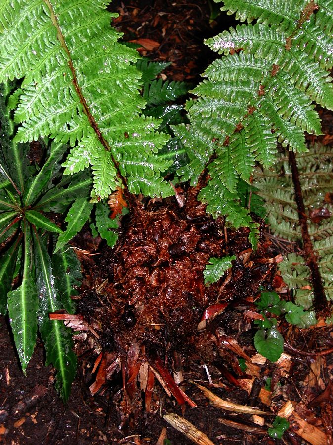 Dryopteridaceae Dryopteris crassirhizoma