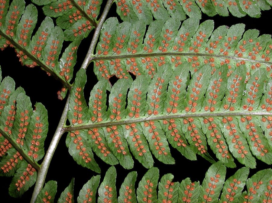 Dryopteridaceae Dryopteris goldiana