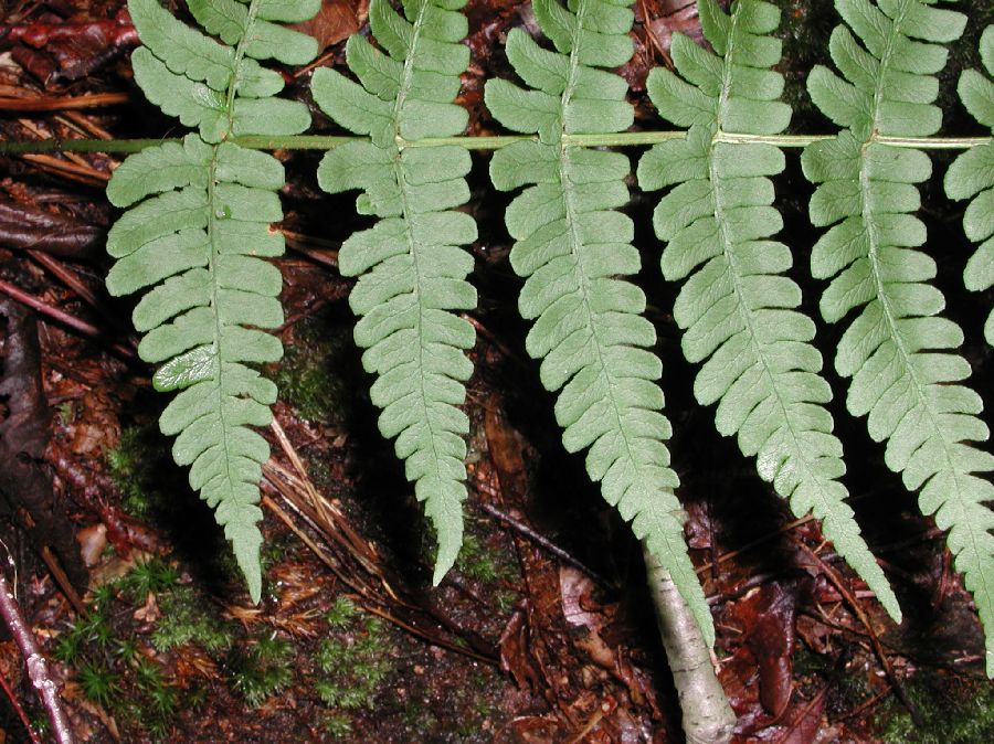 Dryopteridaceae Dryopteris marginalis