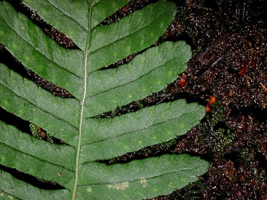 Polypodiaceae Polypodium virginianum