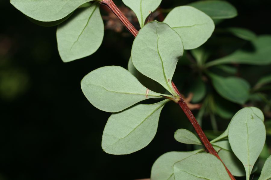 Berberidaceae Berberis thunbergii