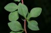 image of Berberis thunbergii