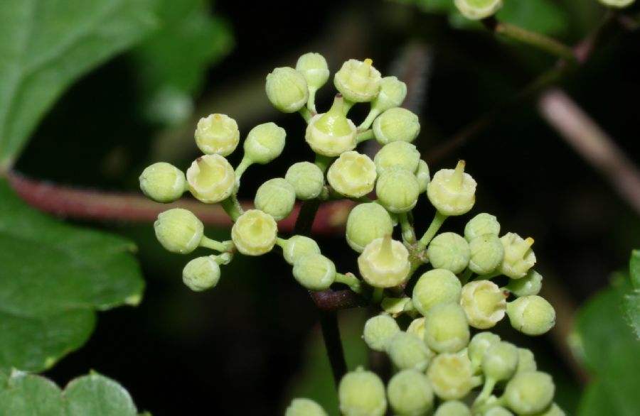 Vitaceae Vitis 