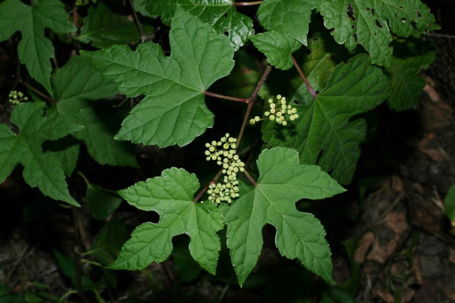 Vitaceae Vitis 