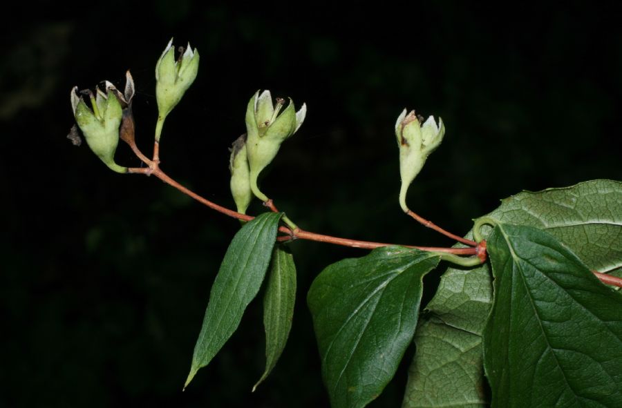 Hydrangeaceae Philadelphus coronarius