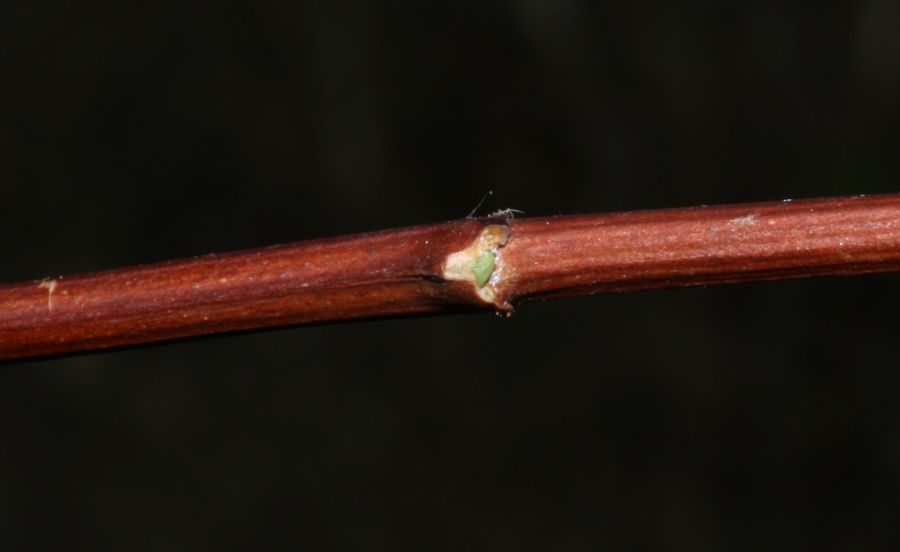 Hydrangeaceae Philadelphus coronarius