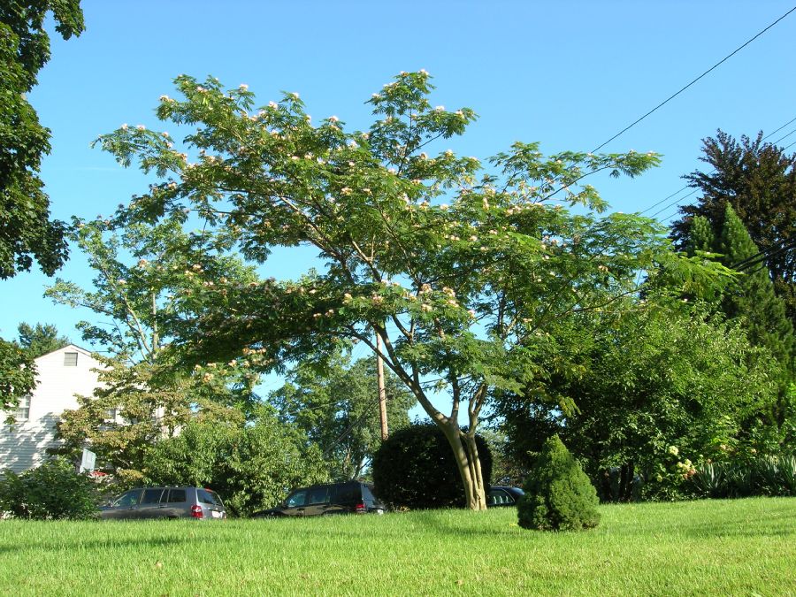 Fabaceae Albizia julibrissin