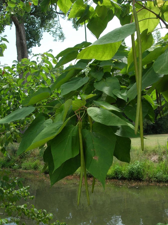 Bignoniaceae Catalpa speciosa