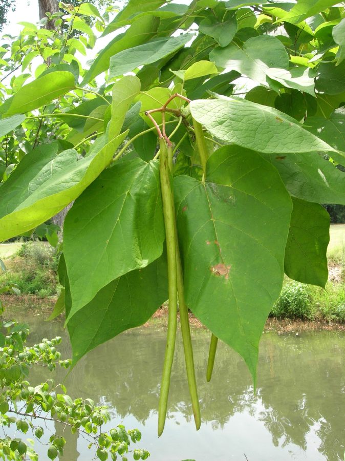 Bignoniaceae Catalpa speciosa