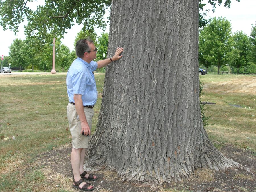 Salicaceae Populus deltoides