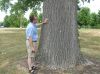 image of Populus deltoides