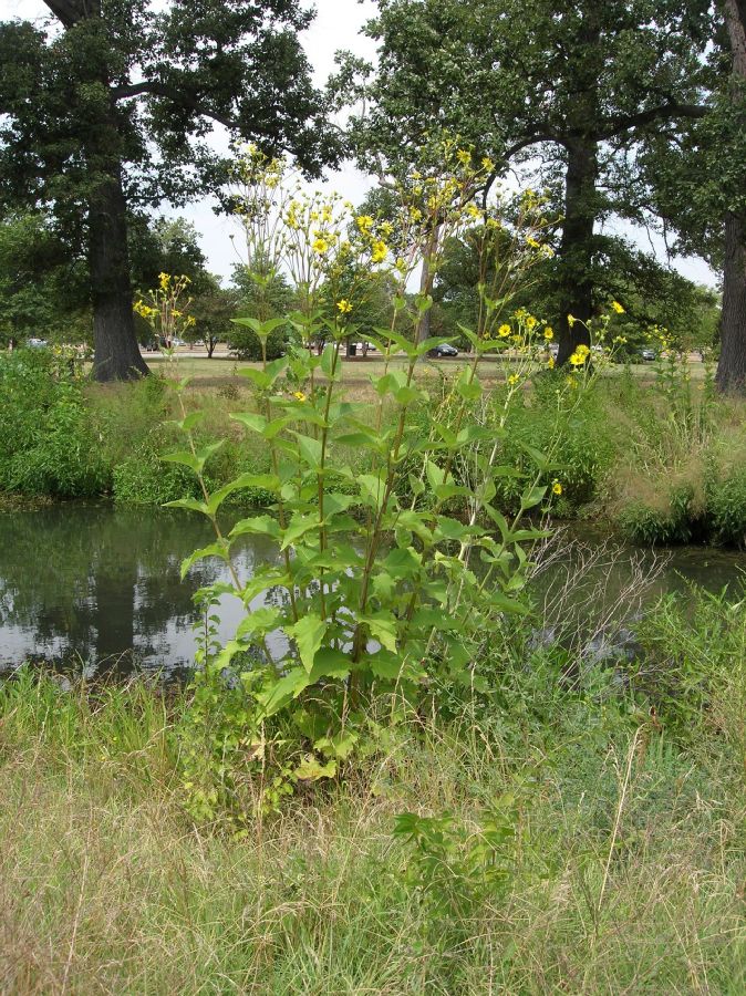 Asteraceae Silphium perfoliatum