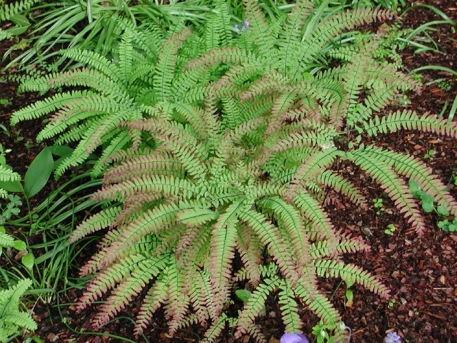 Pteridaceae Adiantum aleuticum