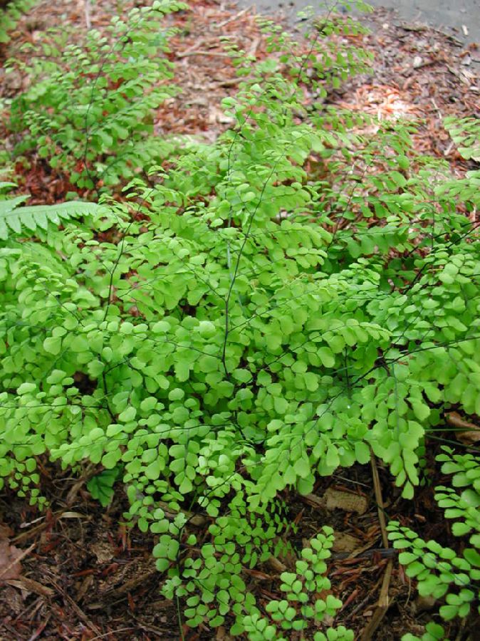 Pteridaceae Adiantum formosum