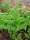 image of Adiantum formosum