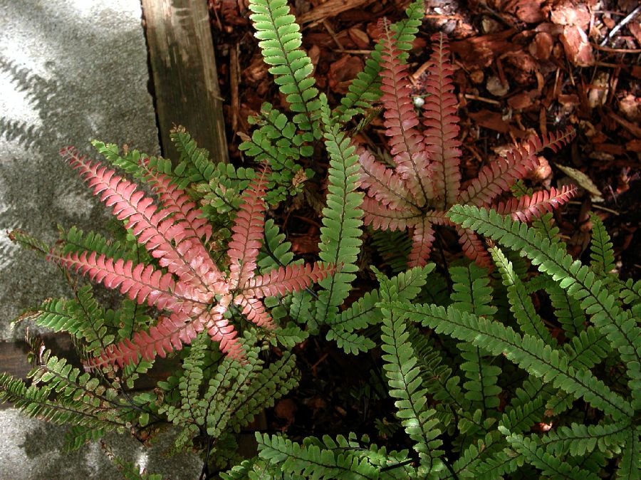 Pteridaceae Adiantum hispidulum