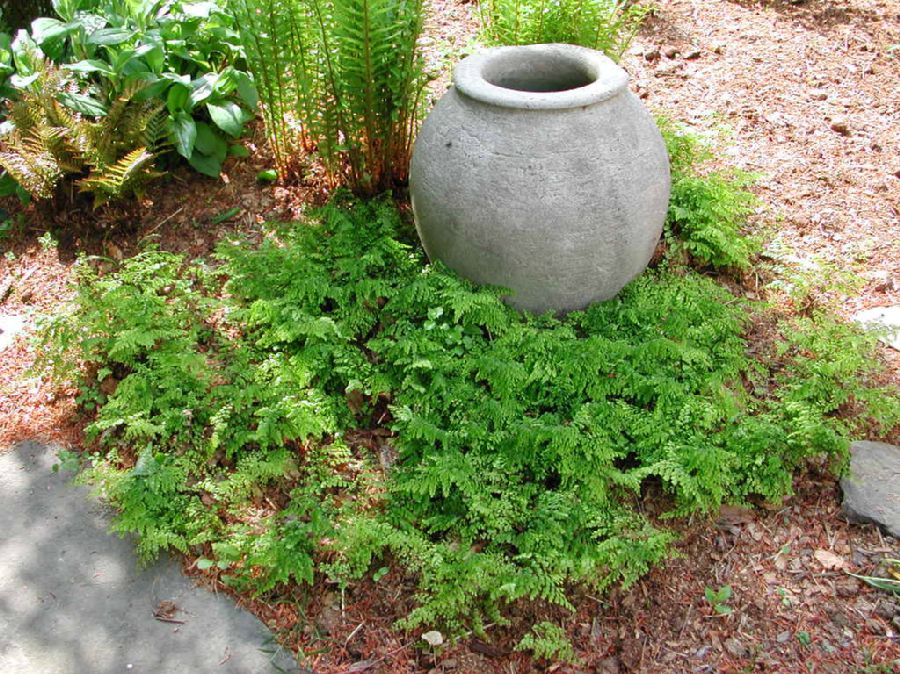 Pteridaceae Adiantum venustum