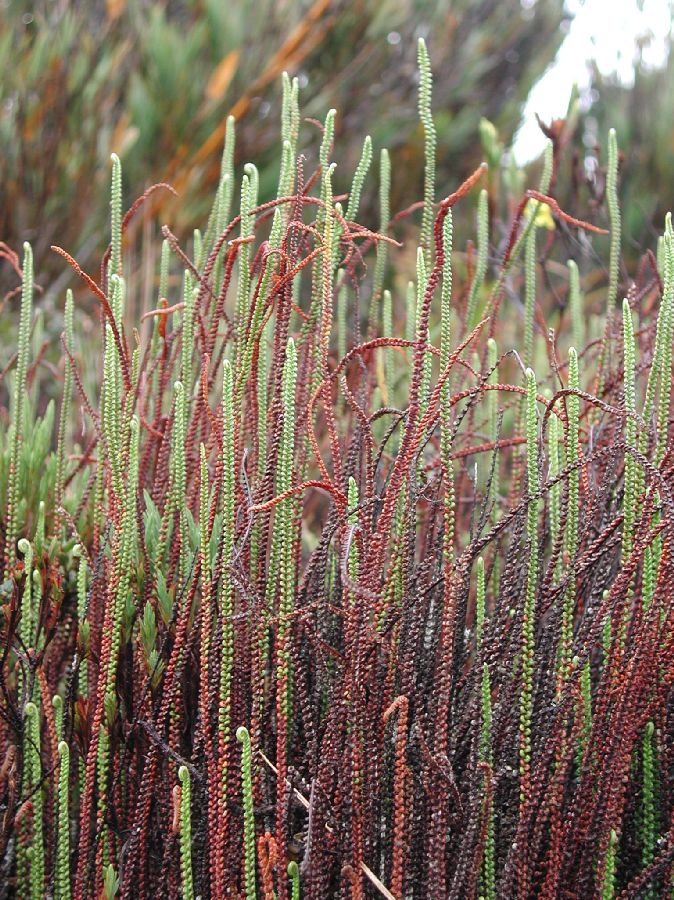 Pteridaceae Jamesonia scammanae