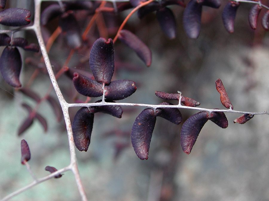 Pteridaceae Pellaea andromedifolia