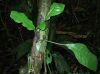 image of Mickelia nicotianifolia