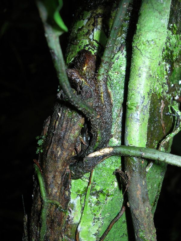 Lomariopsidaceae Mickelia nicotianifolia