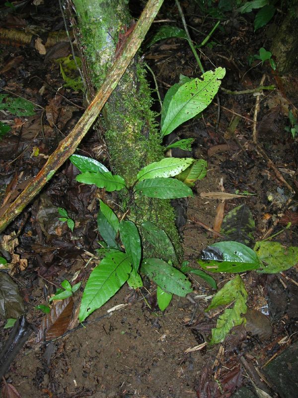 Lomariopsidaceae Mickelia nicotianifolia