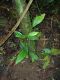 image of Mickelia nicotianifolia