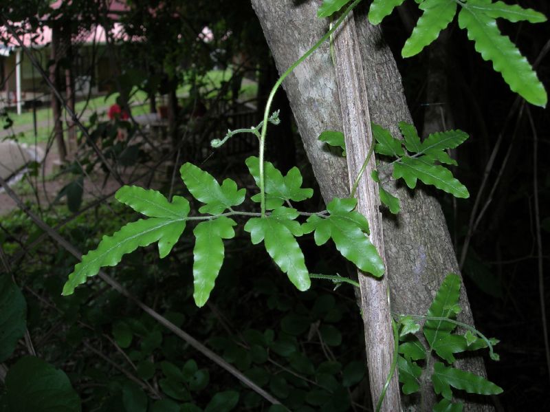 Lygodiaceae Lygodium venustum