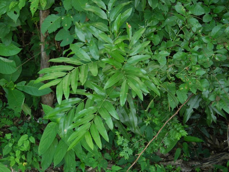 Sapindaceae Thouinidium decandrum