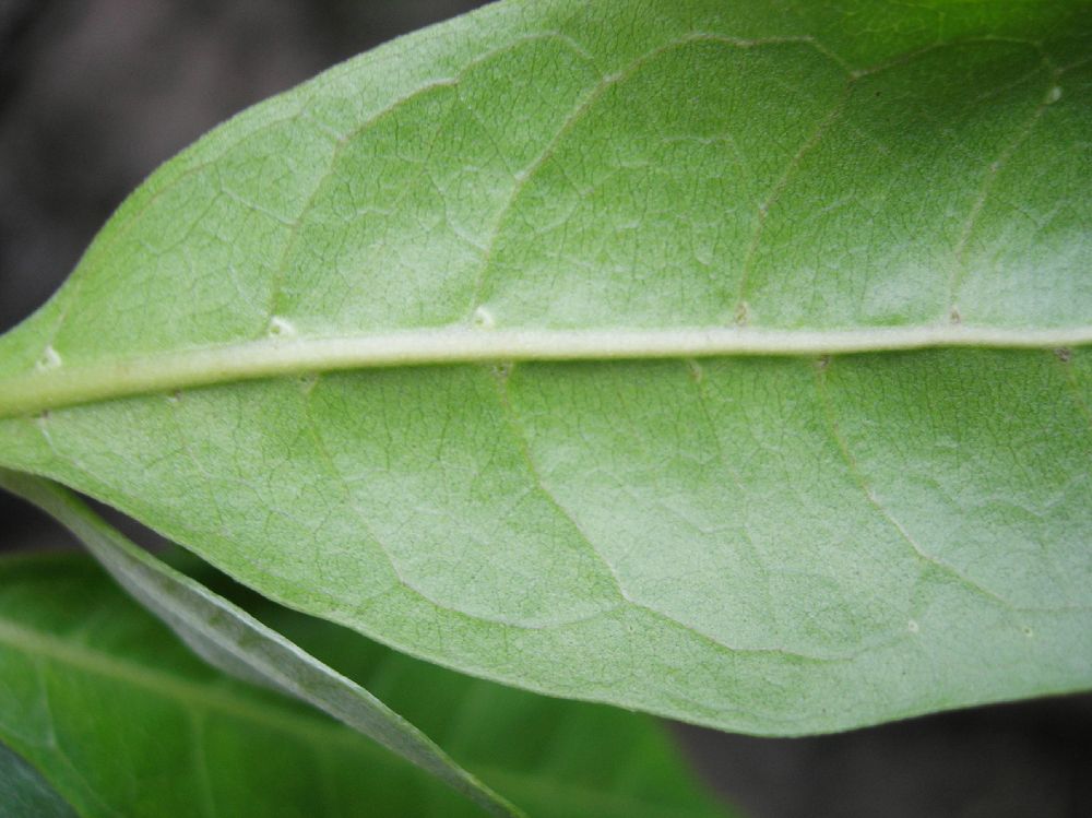 Combretaceae Conocarpus erectus