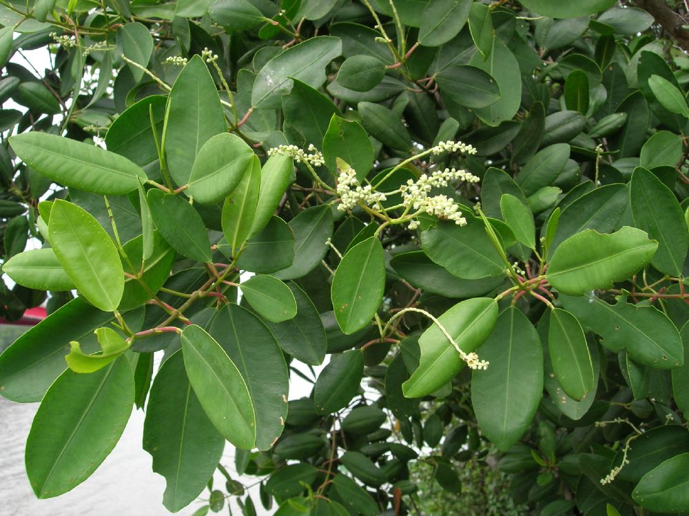 Combretaceae Laguncularia racemosa