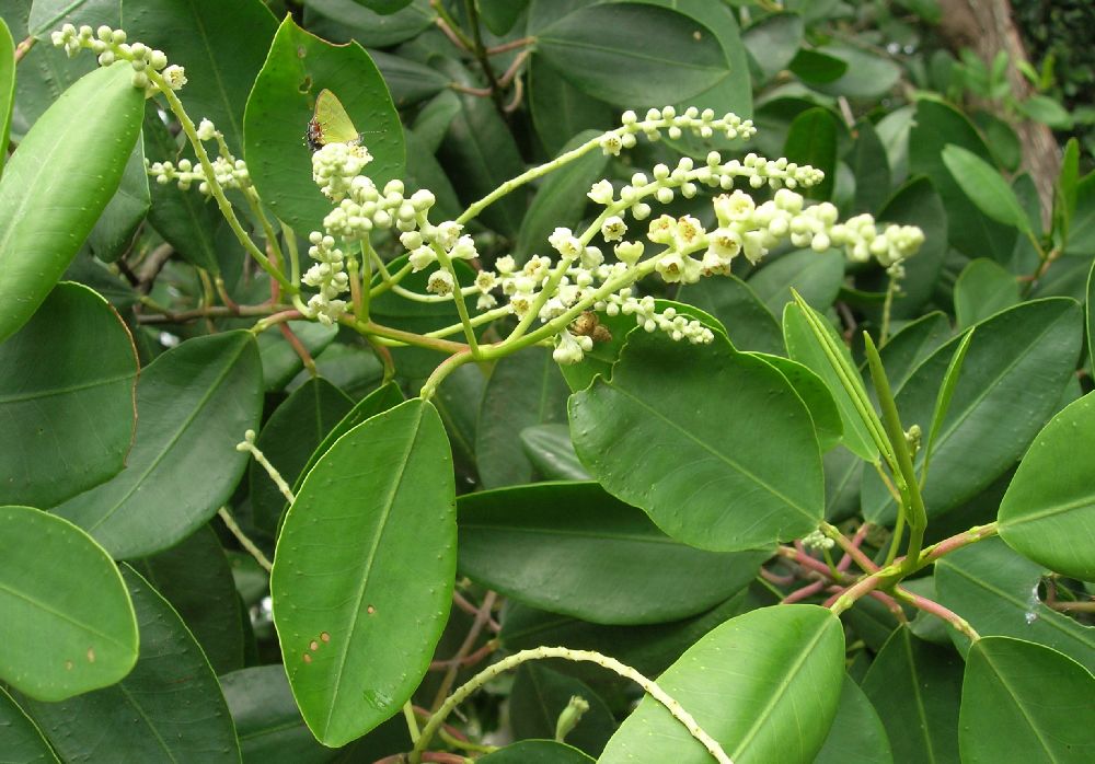 Combretaceae Laguncularia racemosa