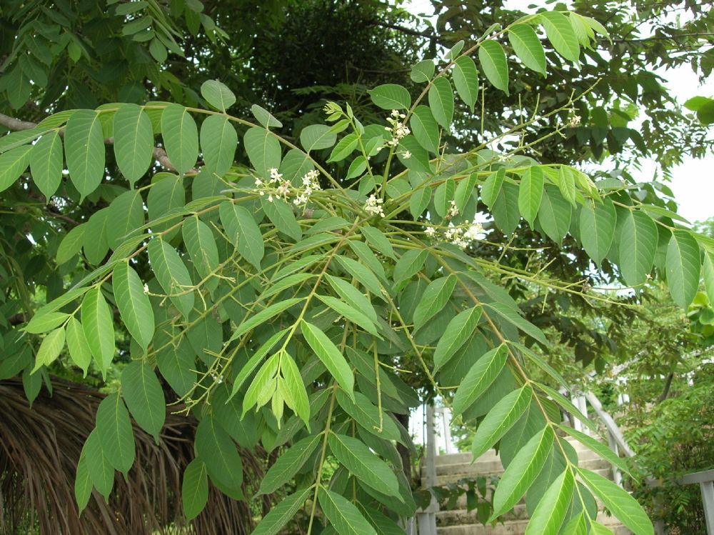 Anacardiaceae Astronium graveolens