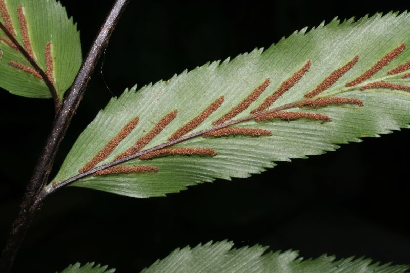 Aspleniaceae Asplenium serra