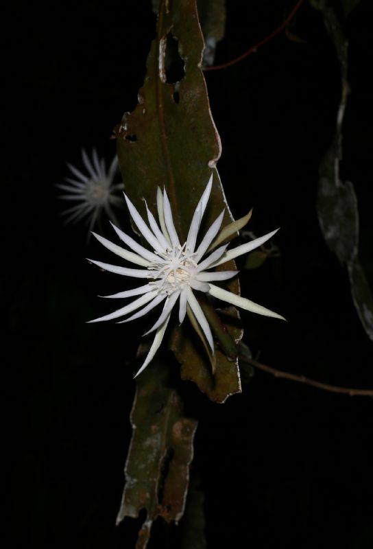 Cactaceae Epiphyllum hookeri