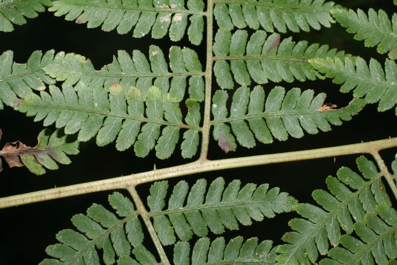 Dennstaedtiaceae Hypolepis repens