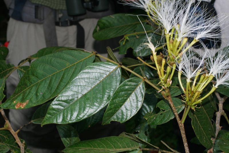 Fabaceae Inga edulis