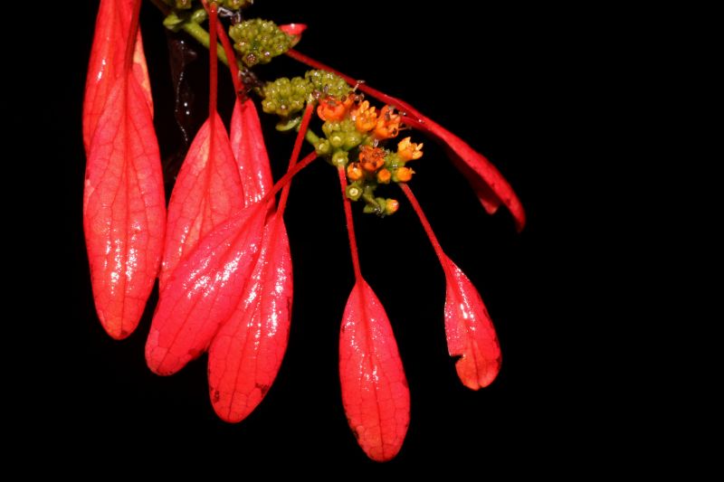 Rubiaceae Warszewiczia coccinea